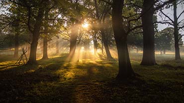 Morgonsolen strilar ner mellan lövträdens stammar.