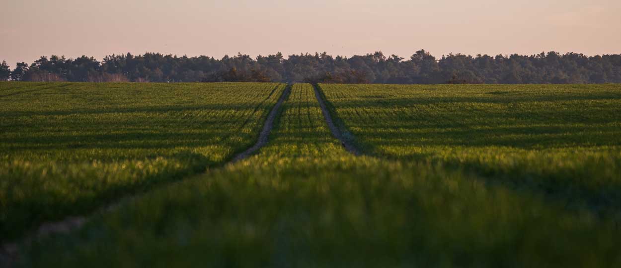 Åker mot skog vid horisonten