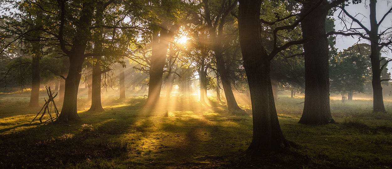 Morgonsolen strilar ner mellan lövträdens stammar.