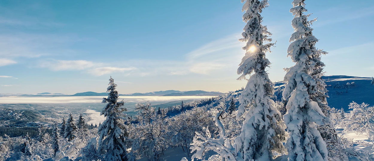 Snötäckta granar på fjället